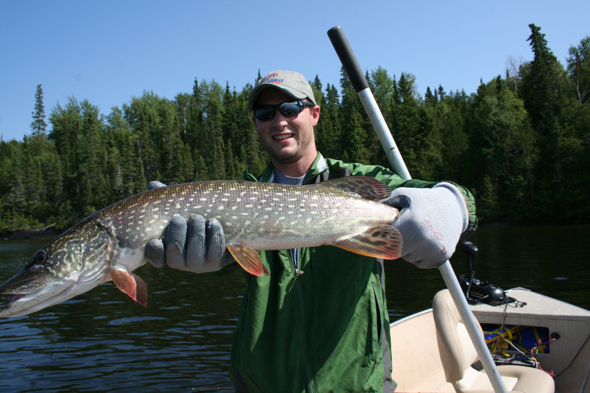 A fisherman wearing fishing gloves is carefully presenting a pike he caught.