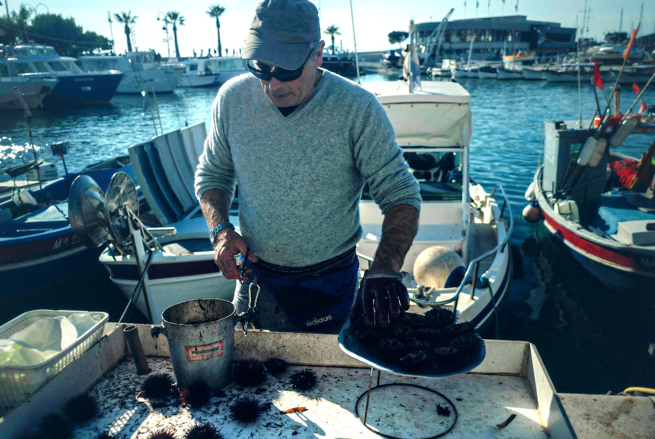 A fisherman wearing gloves is cutting a bunch of sea urchin on his boat