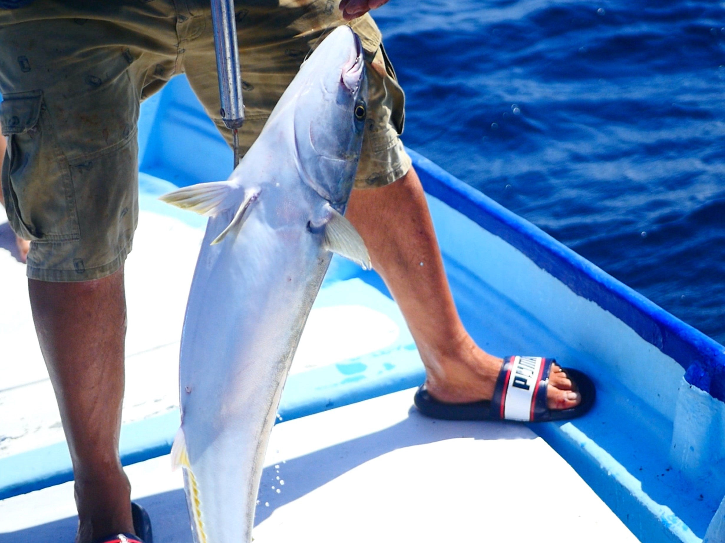 A yellowtail fish caught by a fisherman.