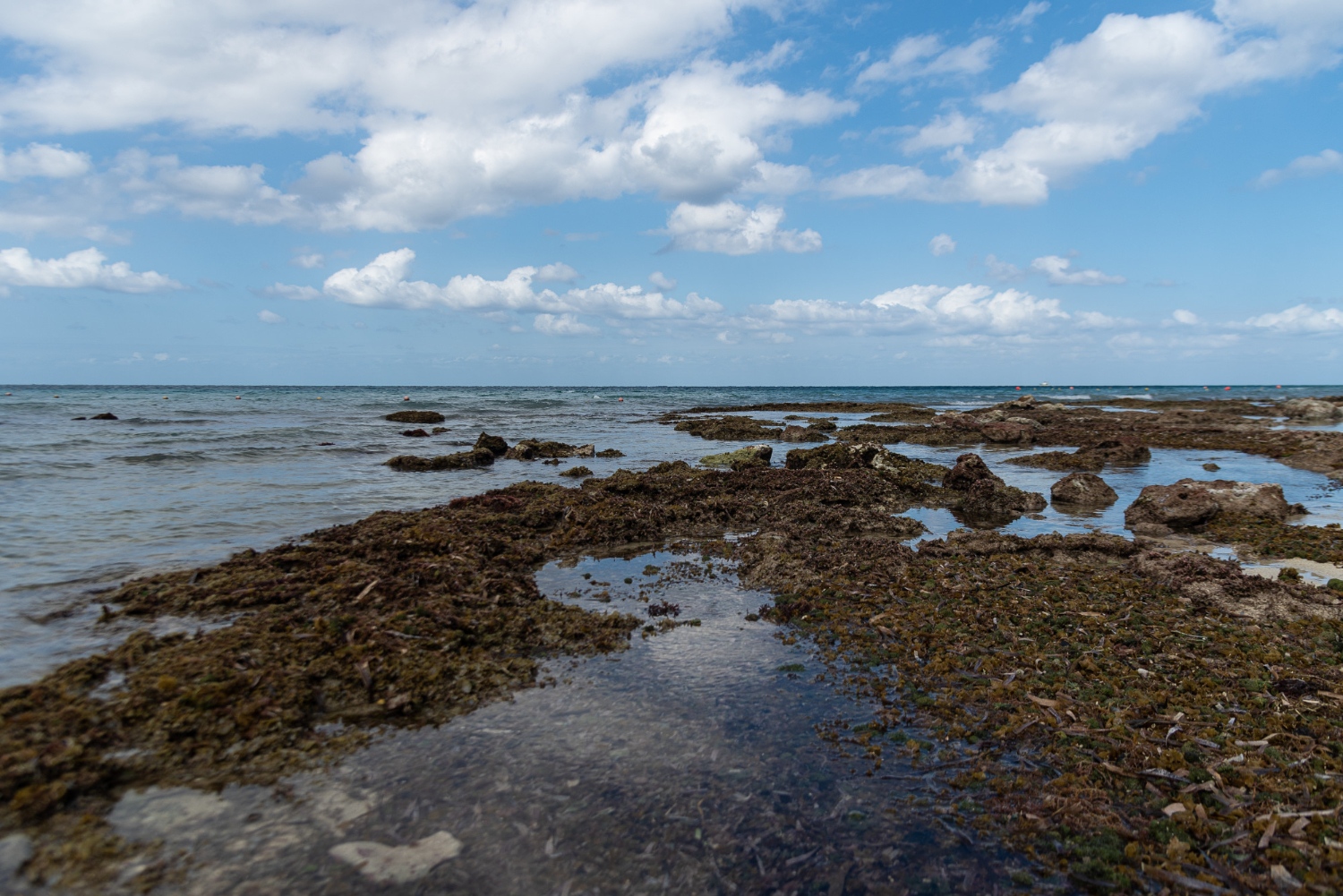 low tide at sea